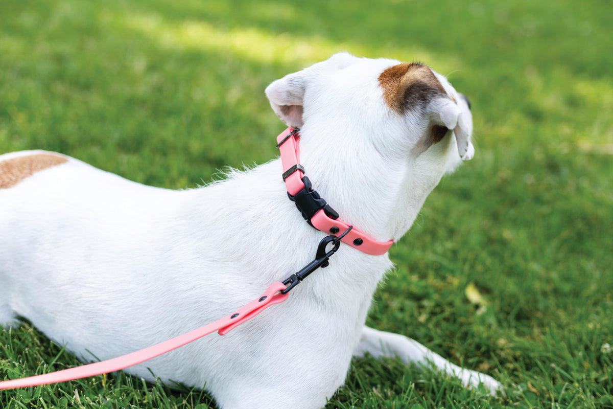 Coral Reef PVC dog collar, third view
