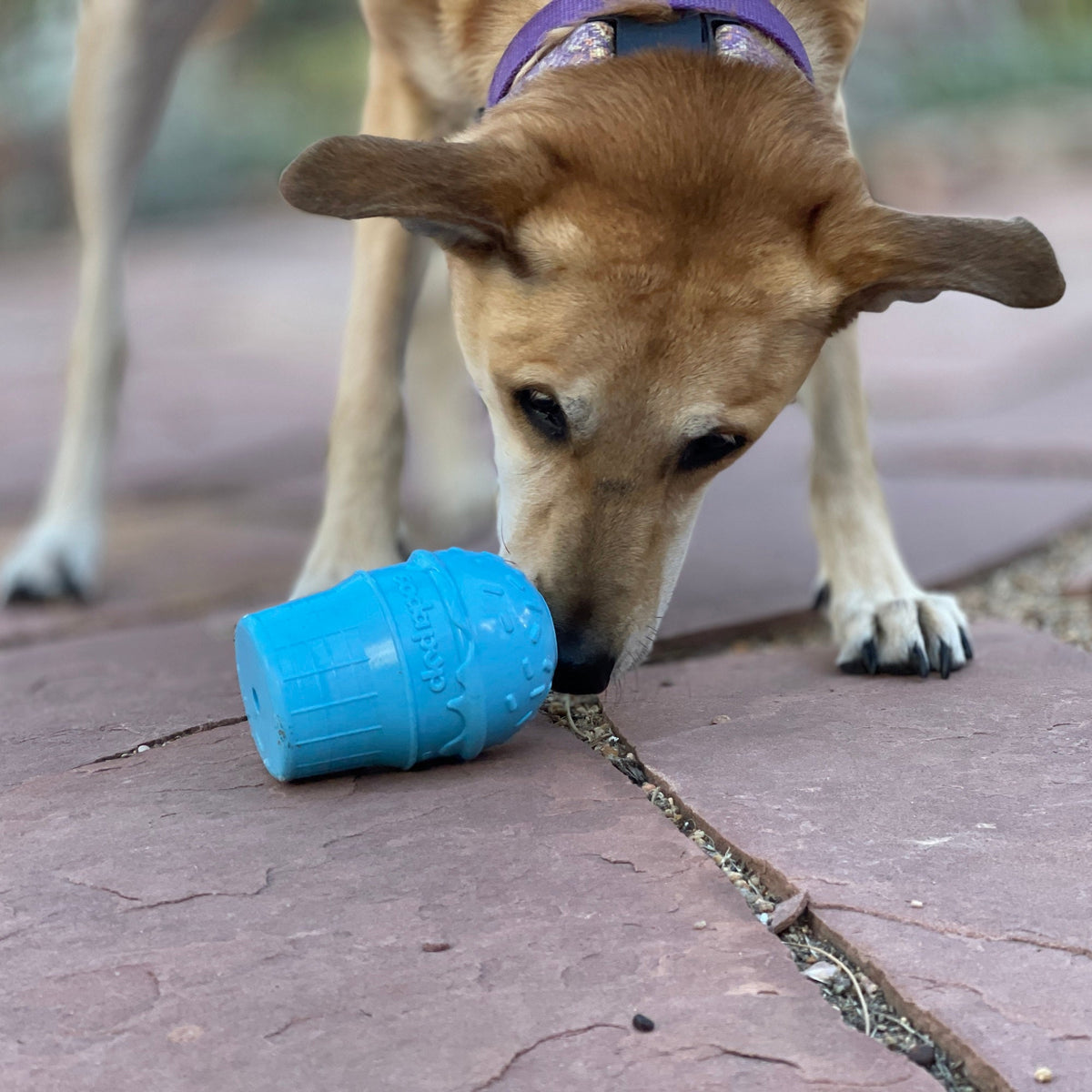Blue Ice Cream Cone treat dispenser dog toy