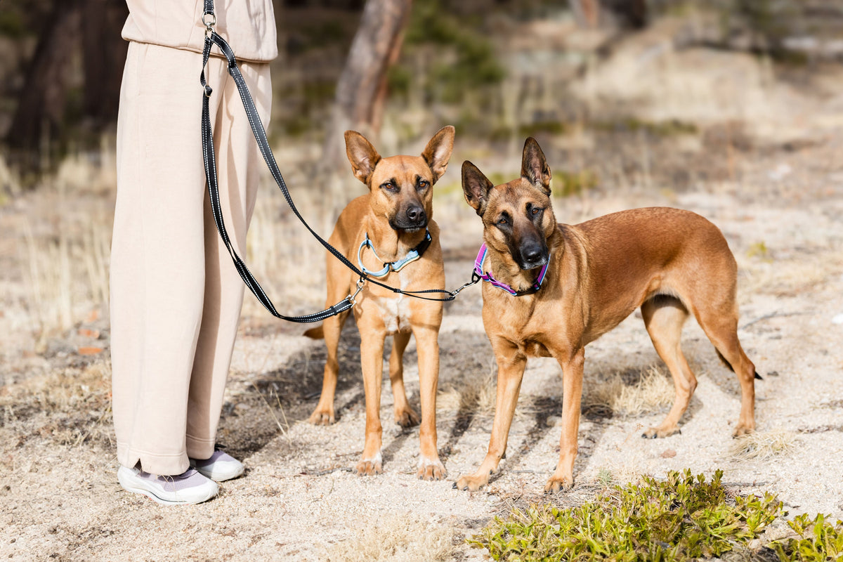 Black reflective double dog leash, third view