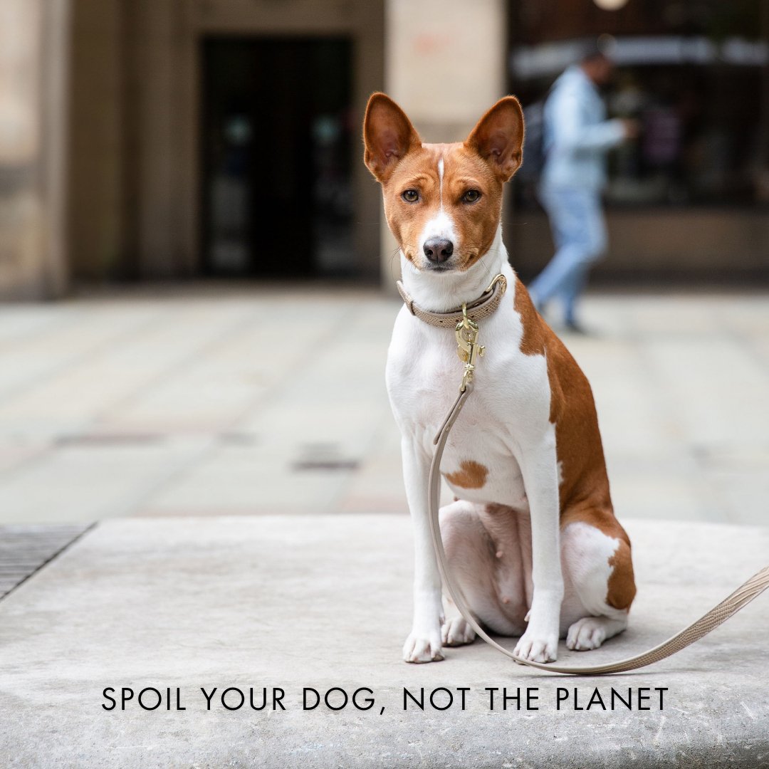 Milan Vegan Leather Dog Collar, lifestyle view
