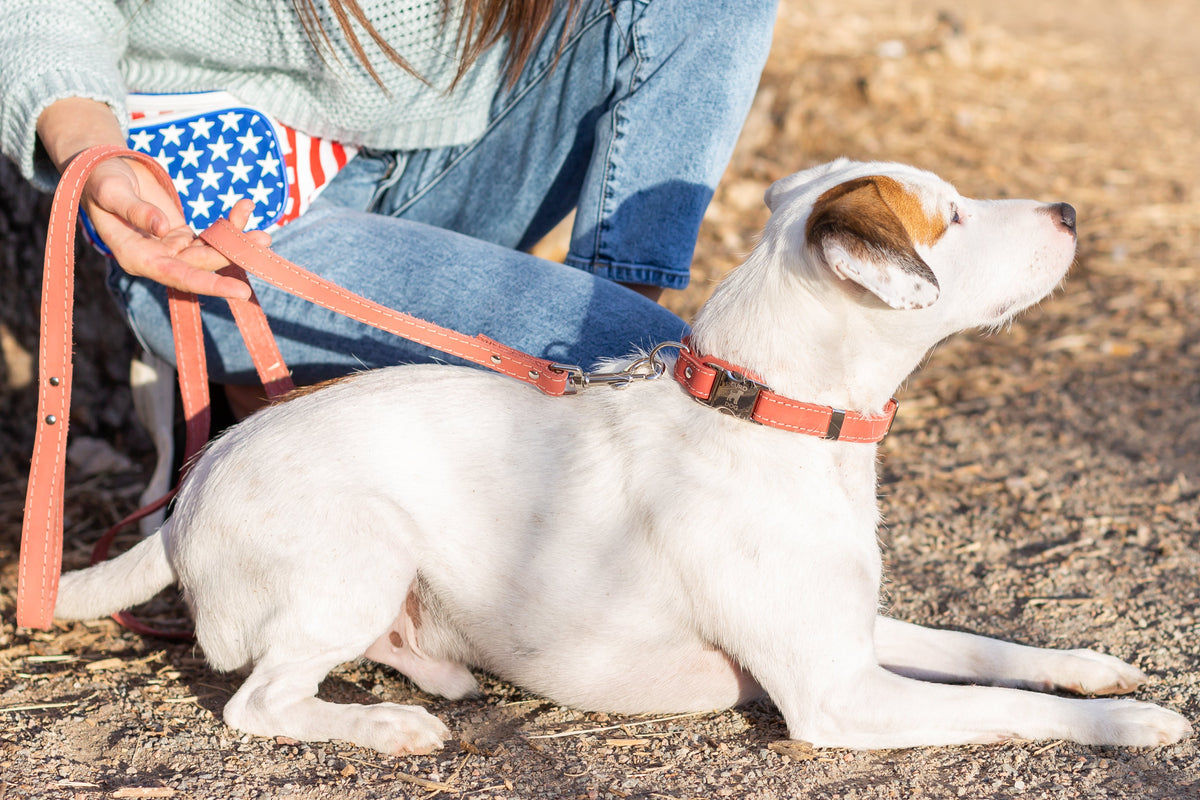 Quick-release leather collar, lifestyle view