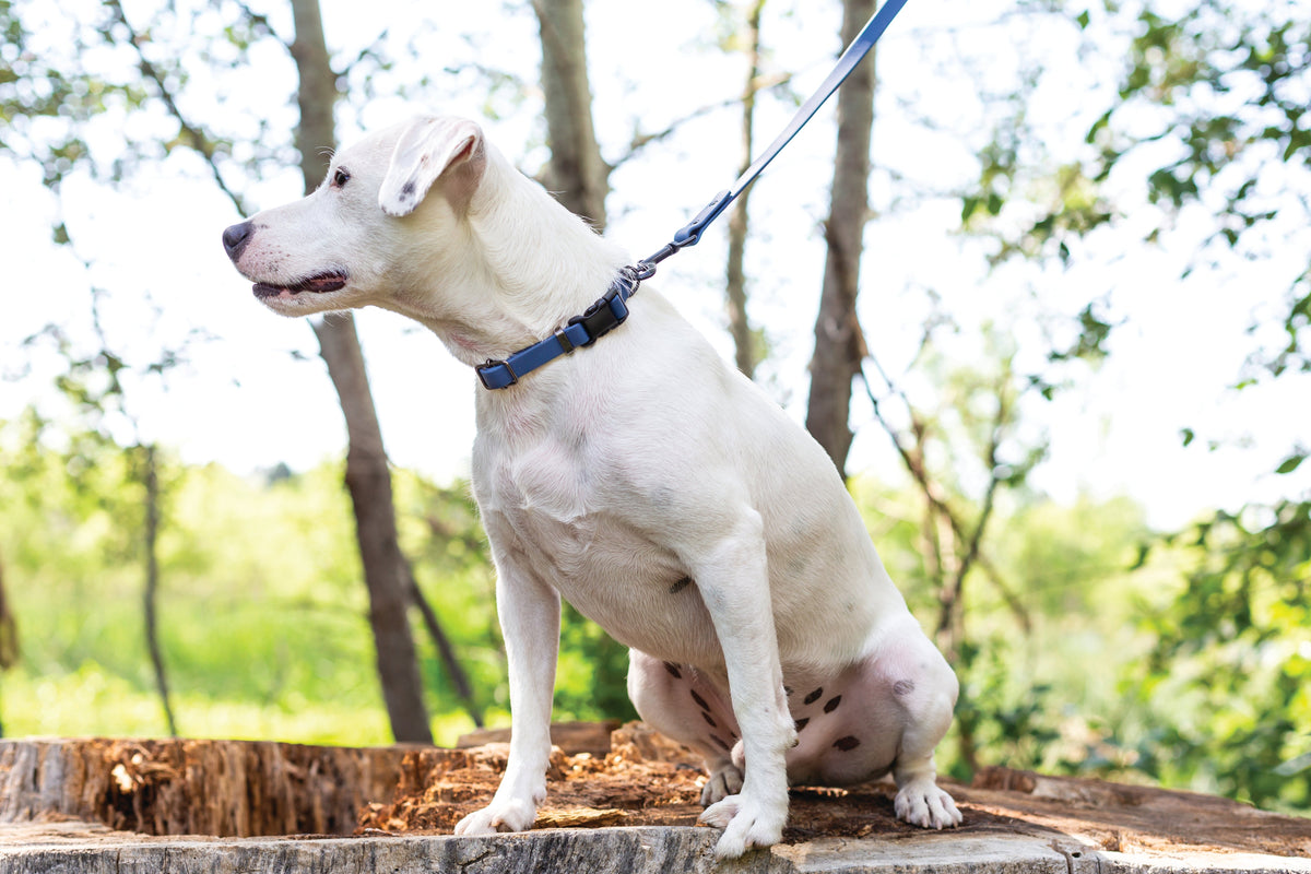 Blue jeans waterproof dog leash, third view