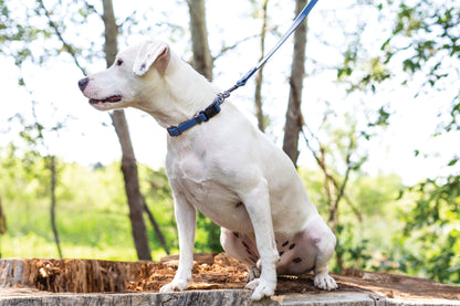 Blue jeans waterproof dog leash, third view