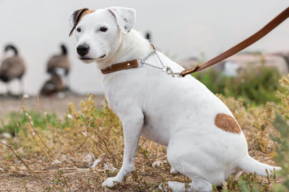Earth brown martingale leather collar, detail view