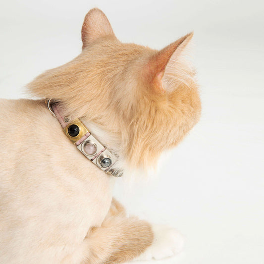 Cat wearing a decorative collar charm