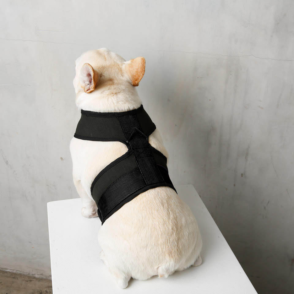 Back view of dog wearing black City harness
