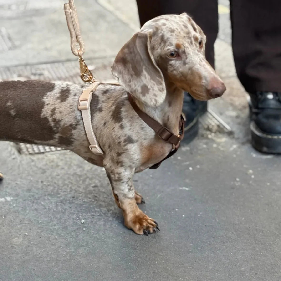 Dachshund wearing brown and tan harness