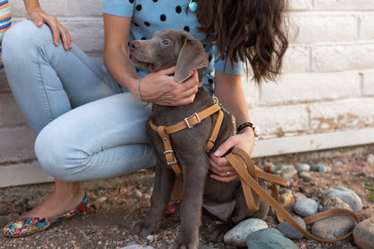 Tan leather harness, lifestyle view