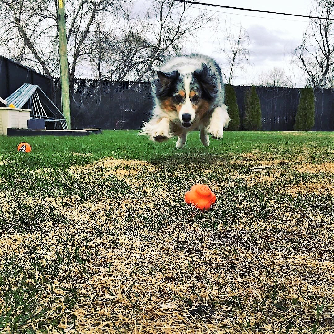 Orange Crazy Bounce rubber dog toy
