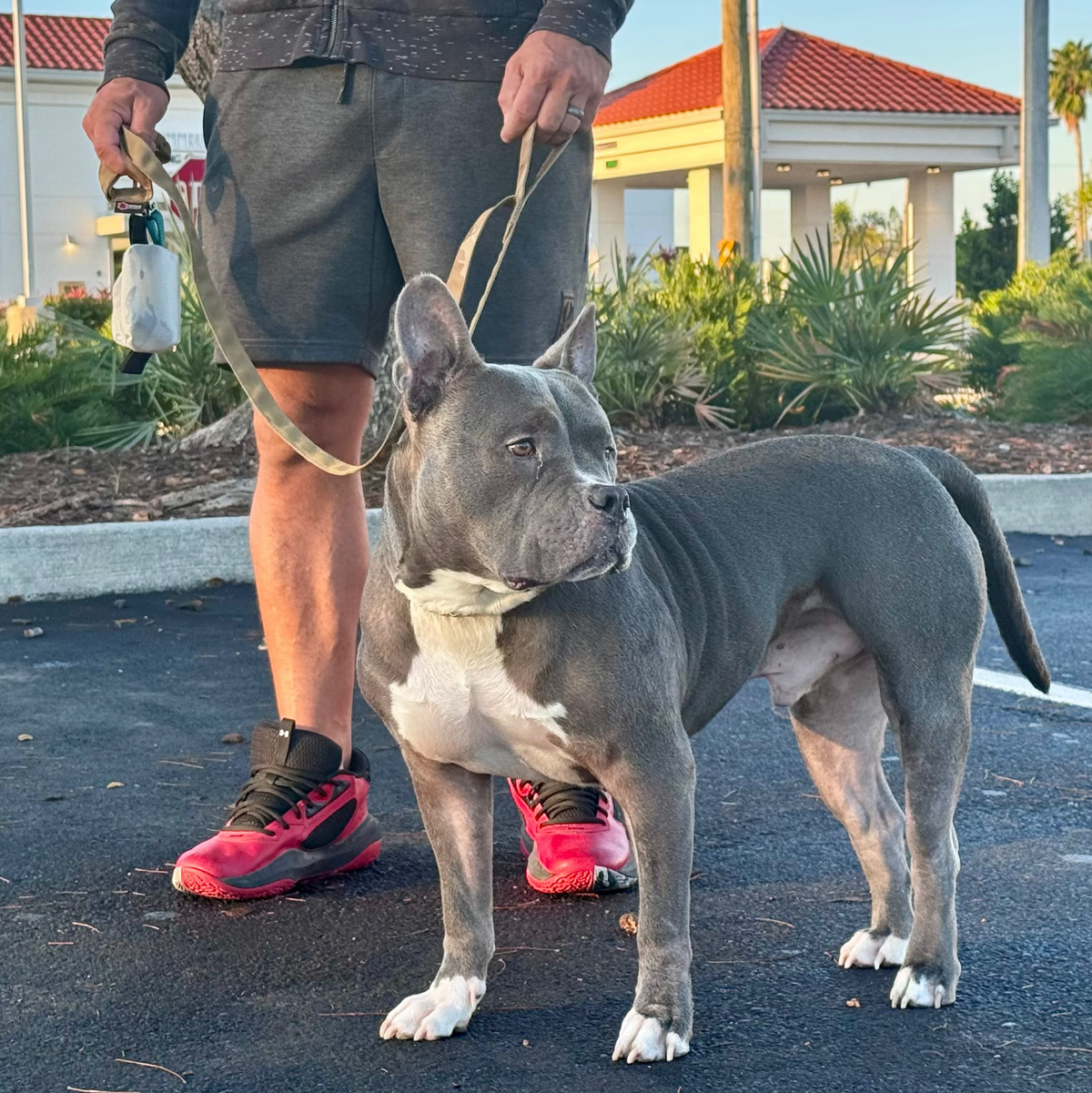K9 Command Lead dog leash