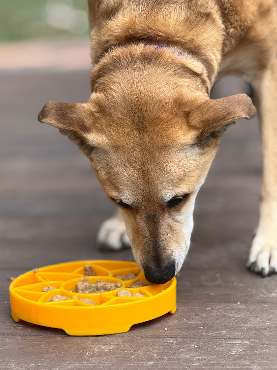 Yellow Sunflower eTray slow feeder