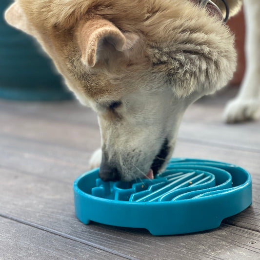 Baja eTray Slow Feeder in light blue