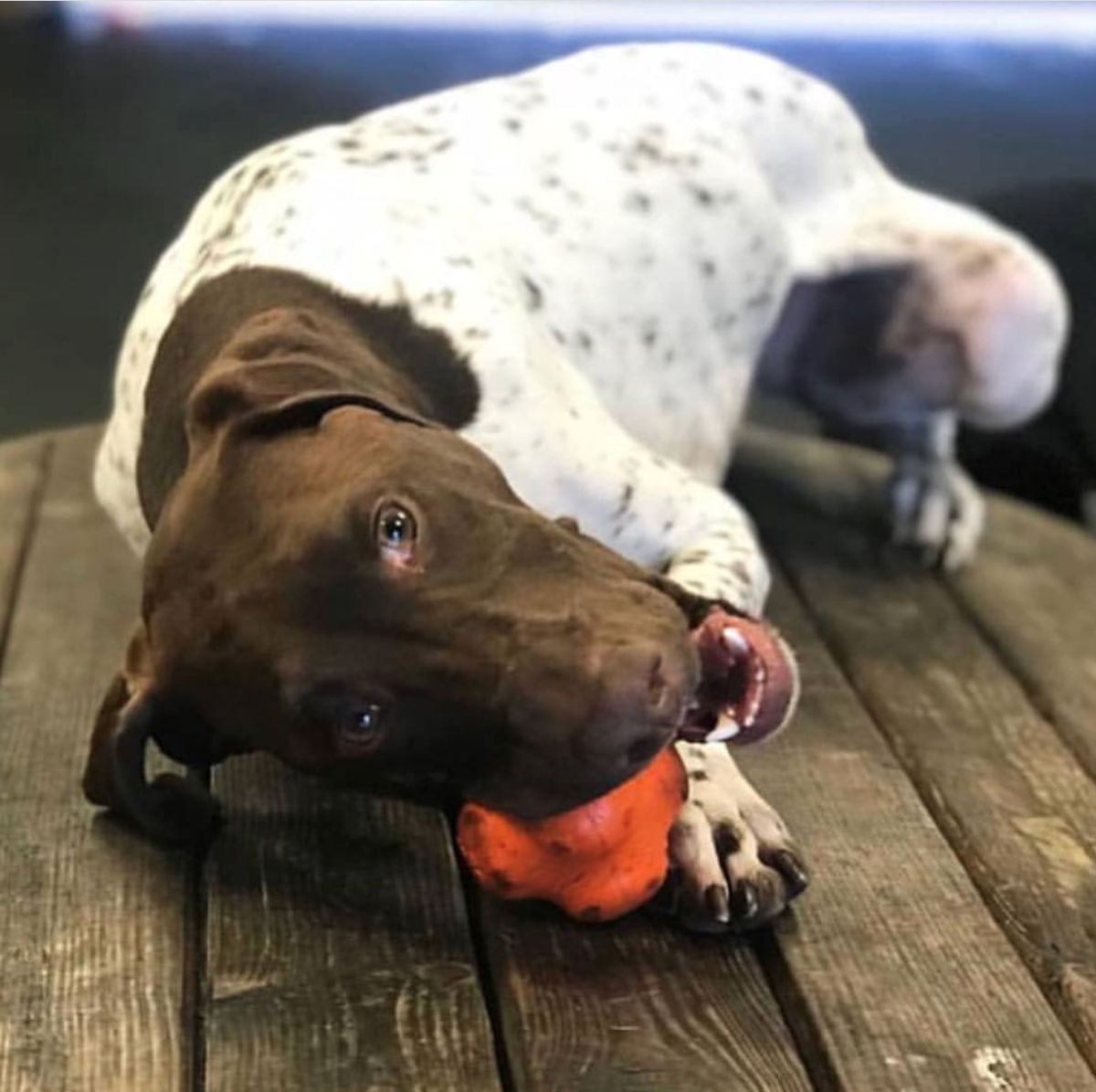 Orange Crazy Bounce rubber dog toy