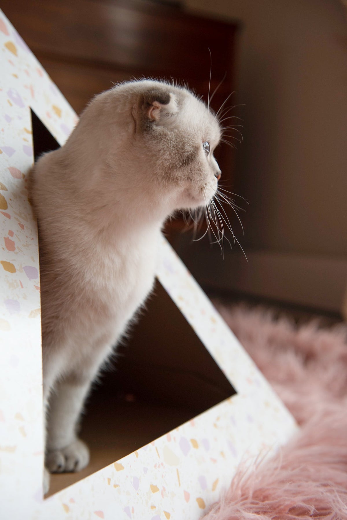 Terrazzo cardboard cat pyramid, lifestyle view