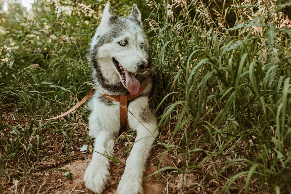 Bark brown leather harness, lifestyle view