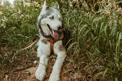 Bark brown leather harness, lifestyle view