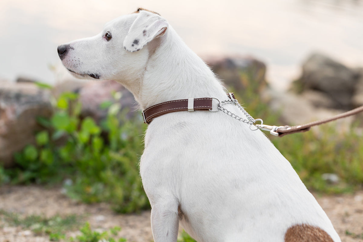 Martingale leather dog collar, lifestyle view