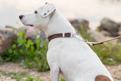 Martingale leather dog collar, lifestyle view