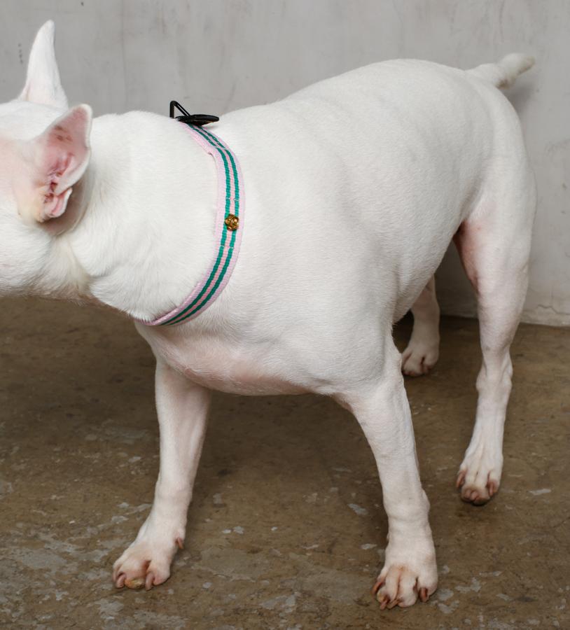 Le Classic dog collar, second detail view