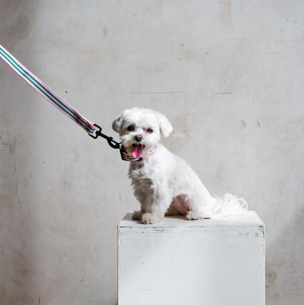 Le Classic dog leash, second lifestyle view