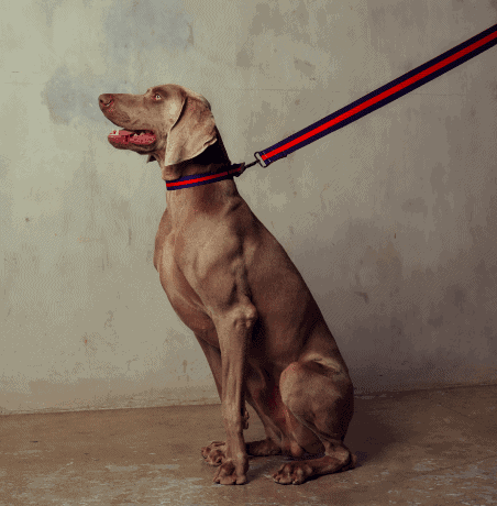 Le Classic dog collar size chart
