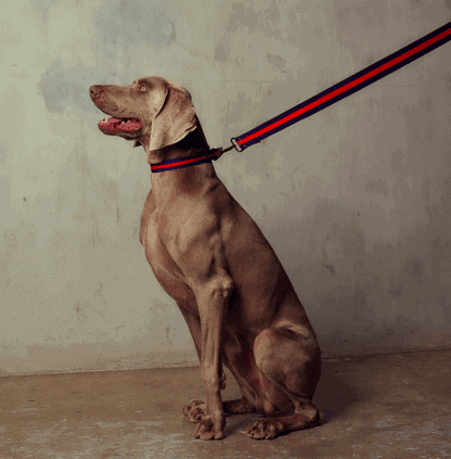 Le Classic dog collar size chart