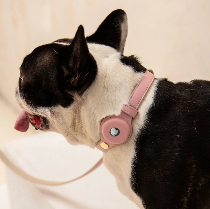 Cupertino AirTag-Compatible Dog Collar