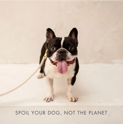 Cupertino AirTag-Compatible Dog Collar