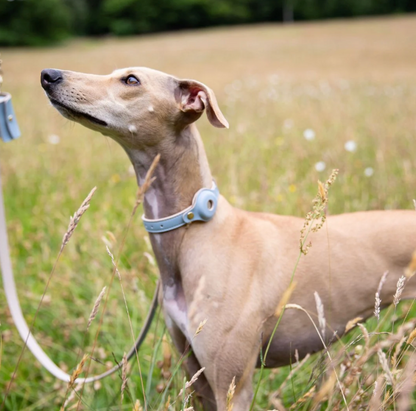 Cupertino AirTag-Compatible Dog Collar