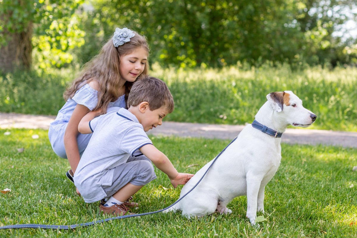 Soft navy leather collar and leash, lifestyle view