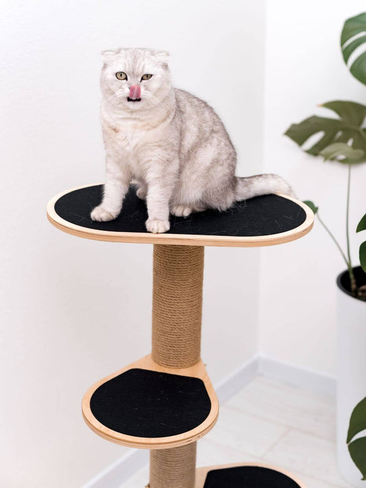 Cat climbing tower full view