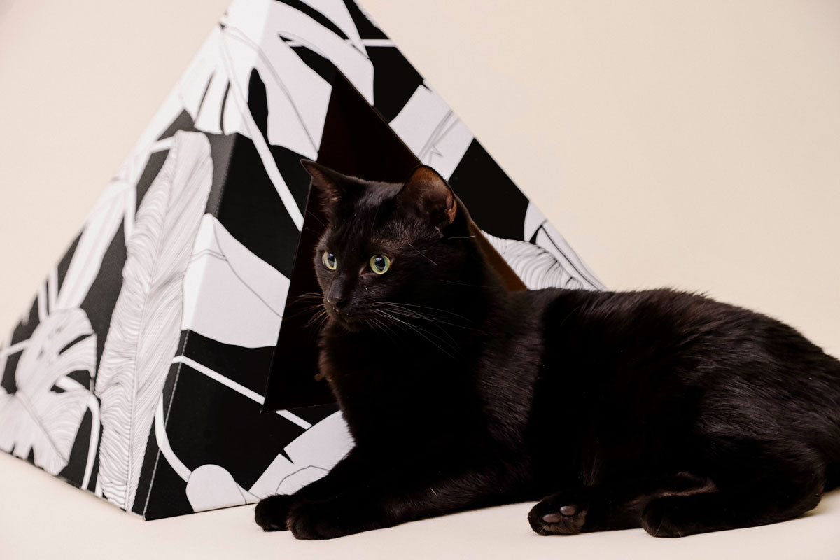 Dark Paradise cardboard cat pyramid, fourth view