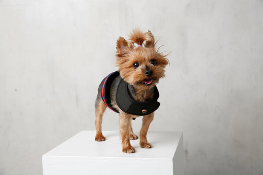 Small dog wearing Saint Rue City Harness indoors