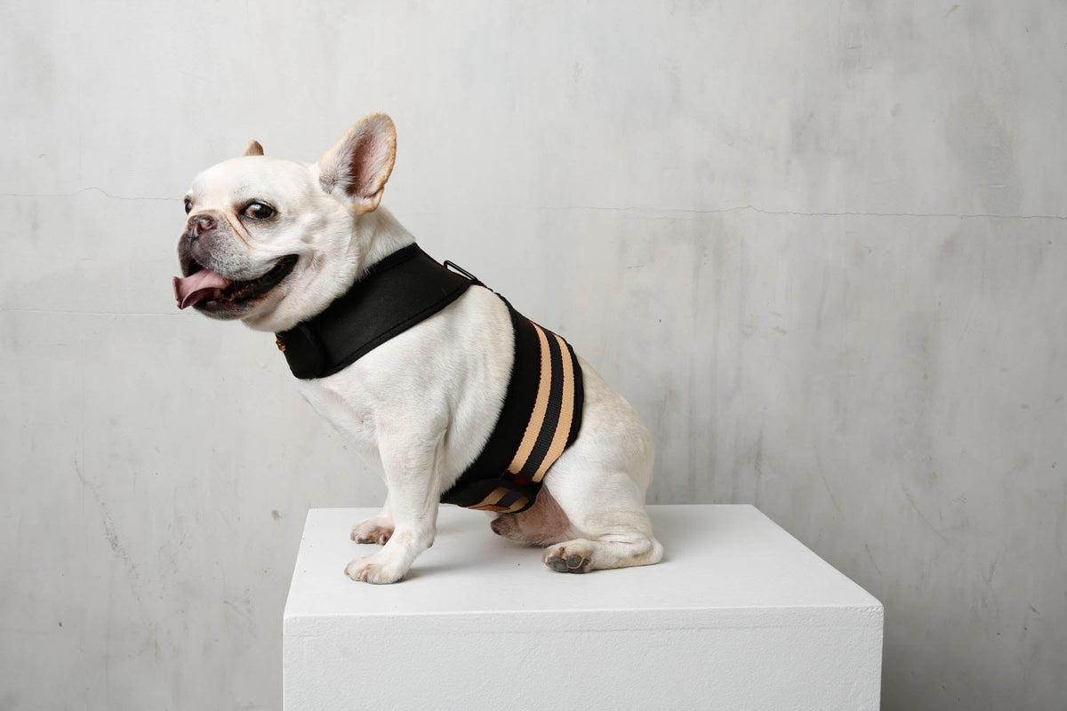 White dog wearing black and beige City harness on platform