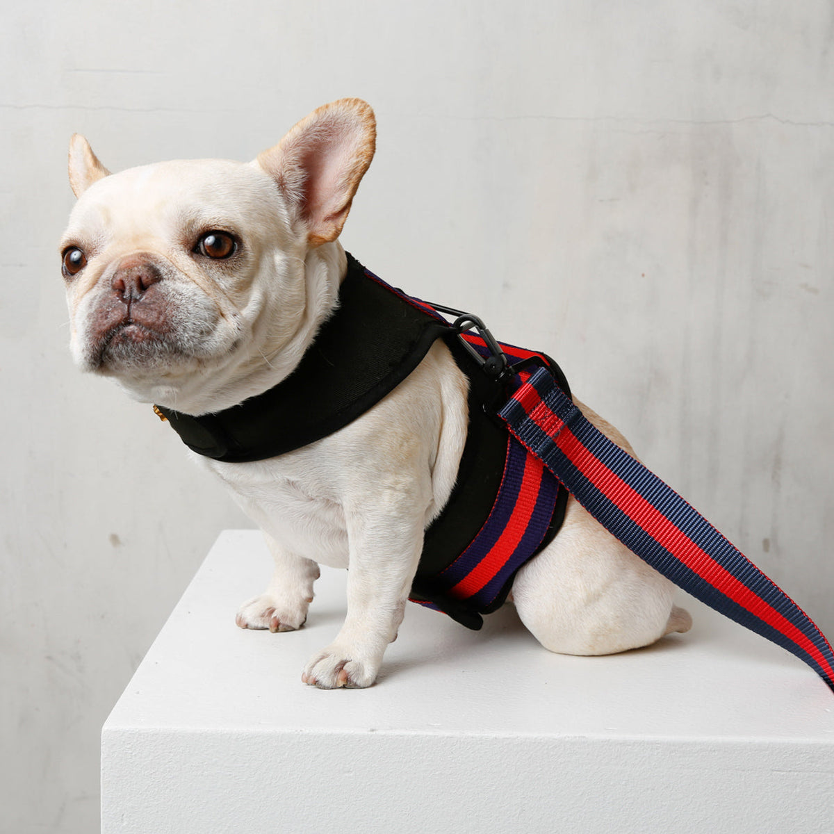 White dog wearing black City harness with red and blue straps