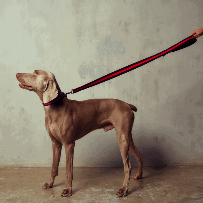 City dog leash in Rue St Honore, product view