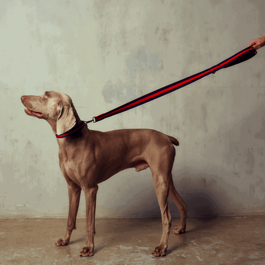 City dog leash in Rue St Honore, product view