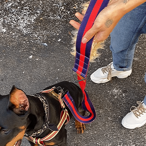 City dog leash fur, animated view