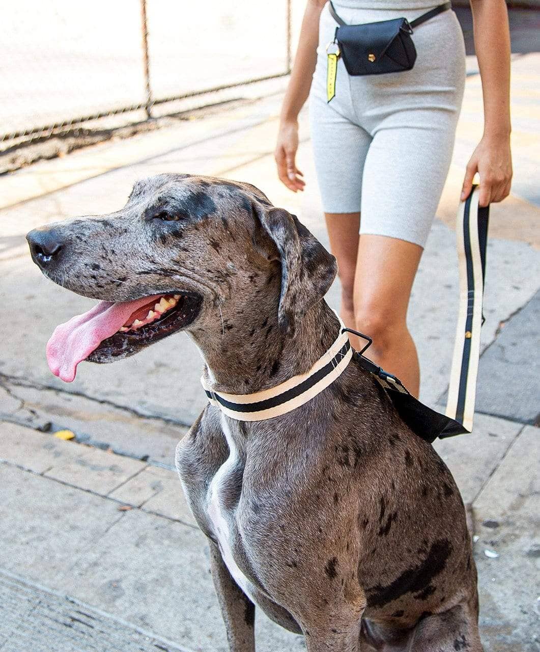 City Mini bag shown with a great dane