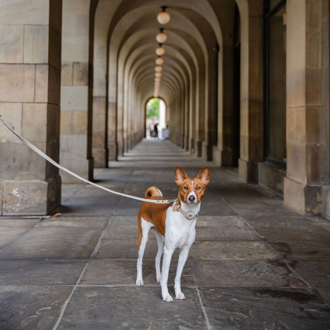 Cupertino 4 ft Vegan Leather Dog Leash, lifestyle view