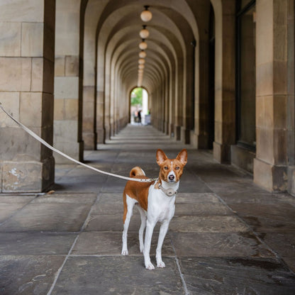 Cupertino 4 ft Vegan Leather Dog Leash, lifestyle view