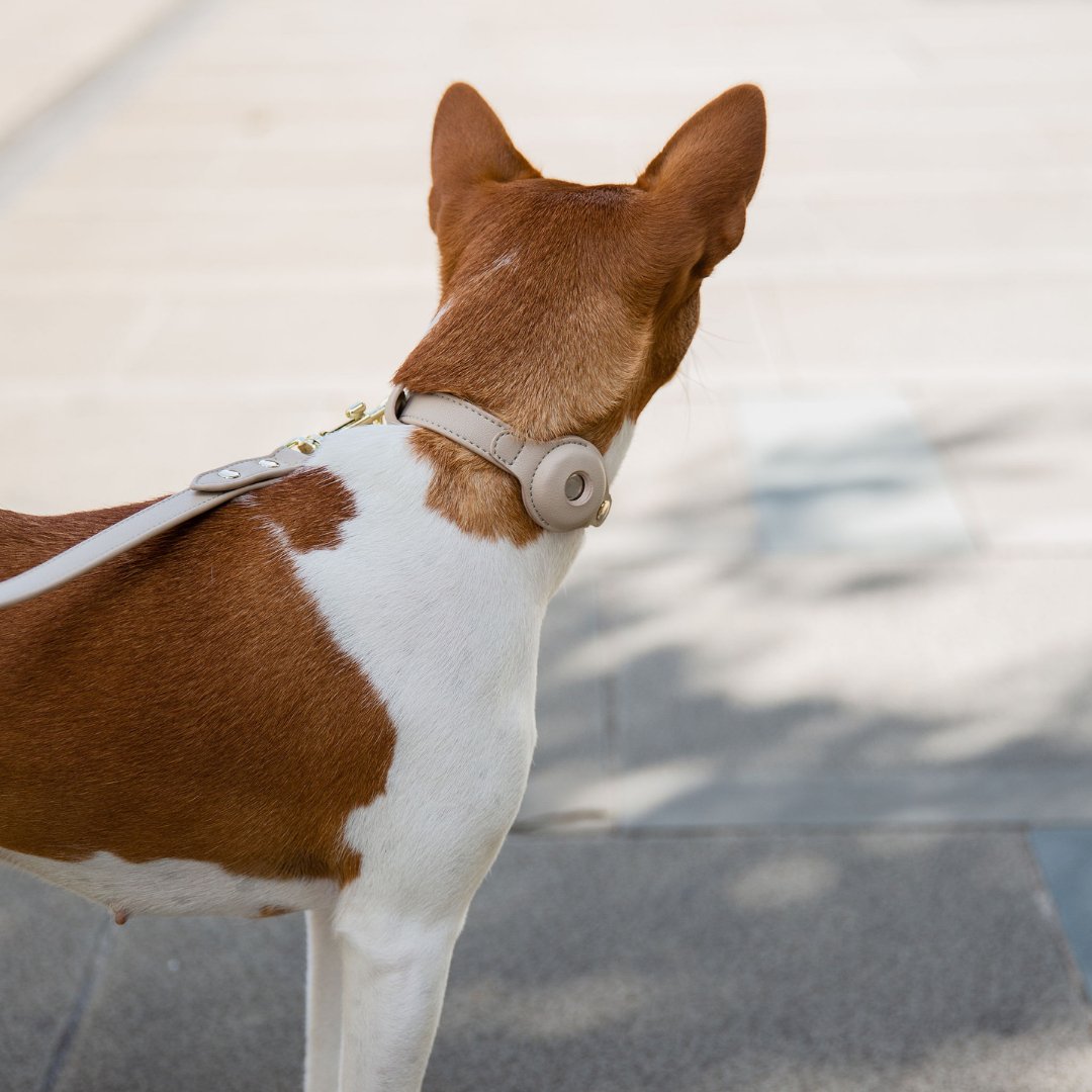 Cupertino AirTag-Compatible Vegan Leather Dog Collar, product view 4