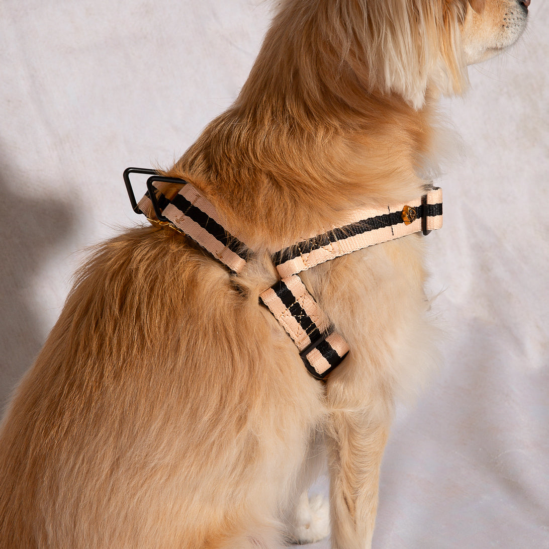 Rue Cambon dog harness shown in closer detail