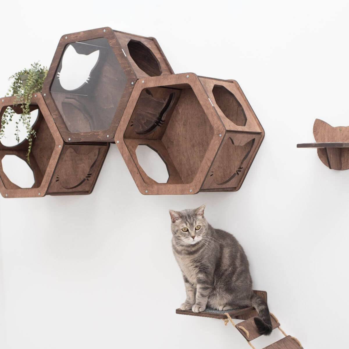 Hexagonal wall shelf for cats mounted indoors