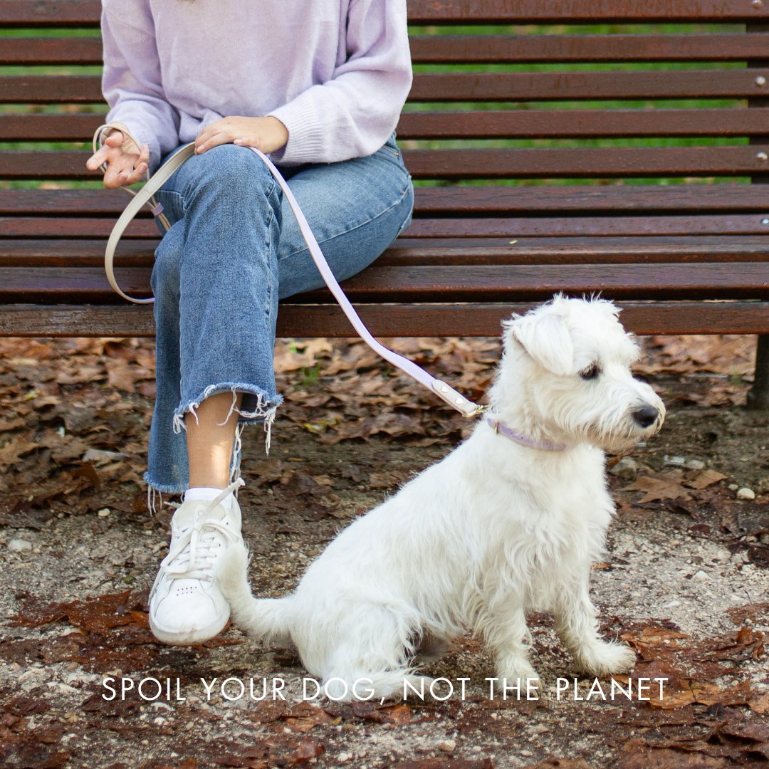 London Vegan Leather Dog Collar, lifestyle view