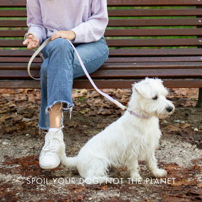 London Vegan Leather Dog Collar, lifestyle view