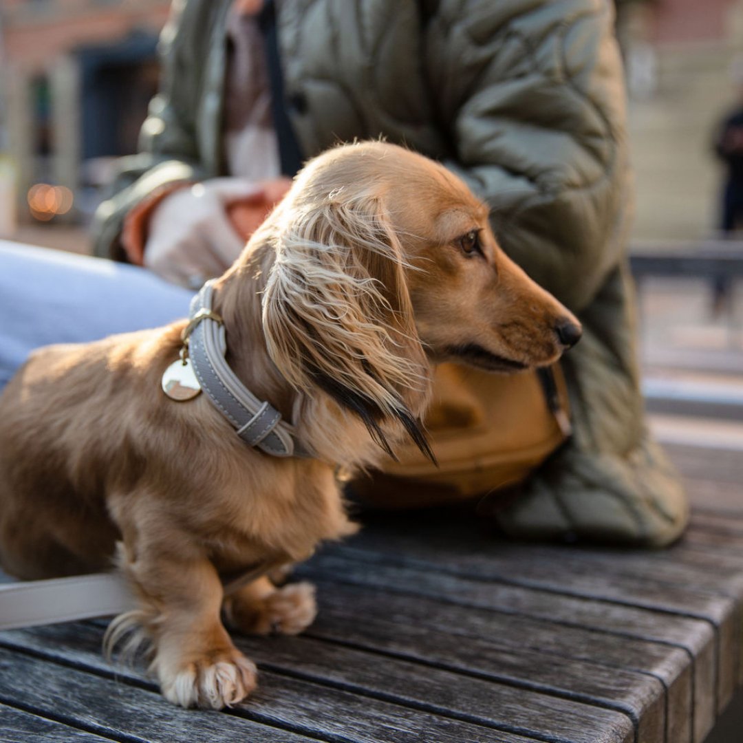 London Vegan Leather Dog Collar, lifestyle view