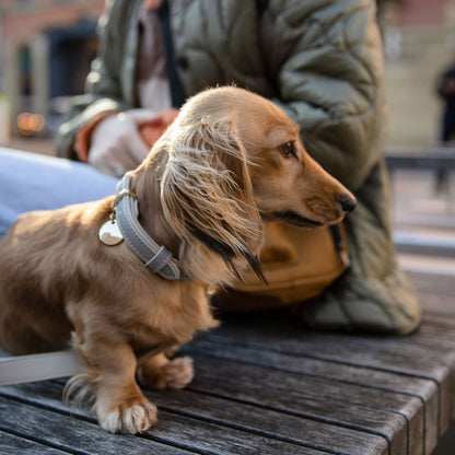 London Vegan Leather Dog Collar, lifestyle view