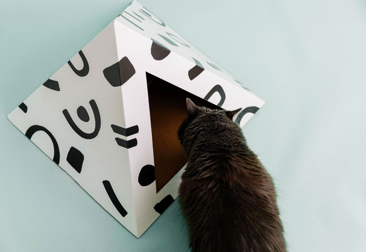 Doodle cardboard cat pyramid, fourth view