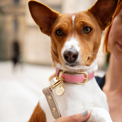 Rio Vegan Leather Dog Collar, lifestyle view